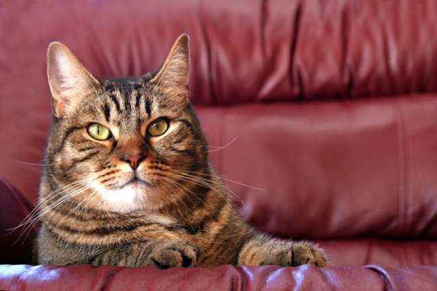 Von wegen Diva! Die wahren Gründe für das Verhalten Ihrer Katze Aufmacher
